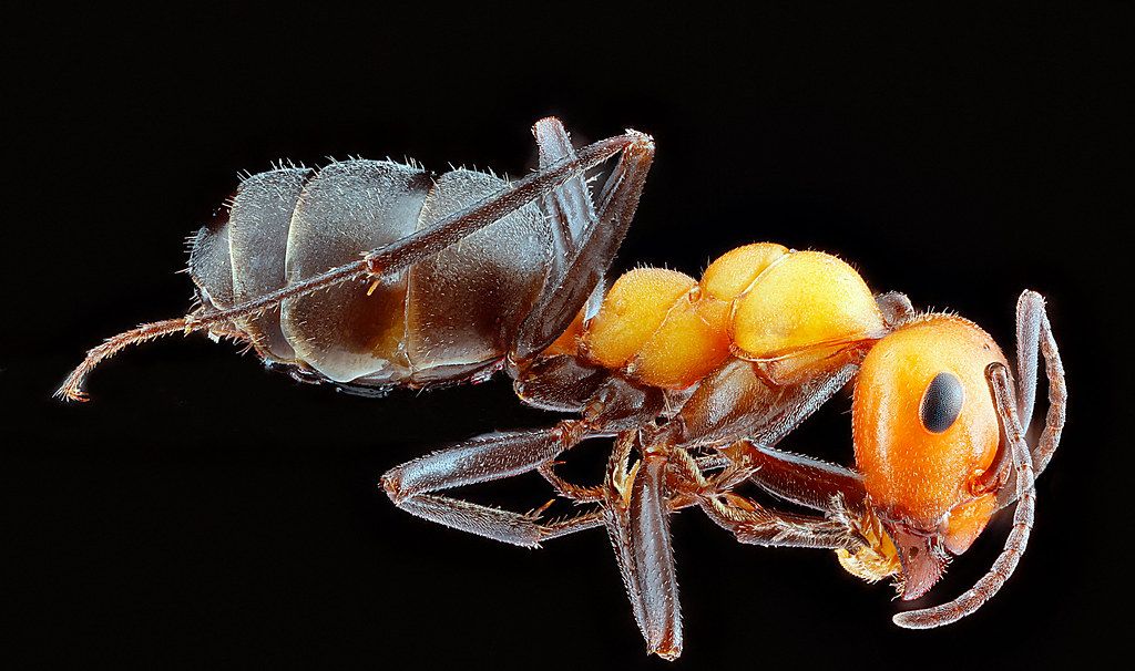 Ant Control service in Westminster, CA