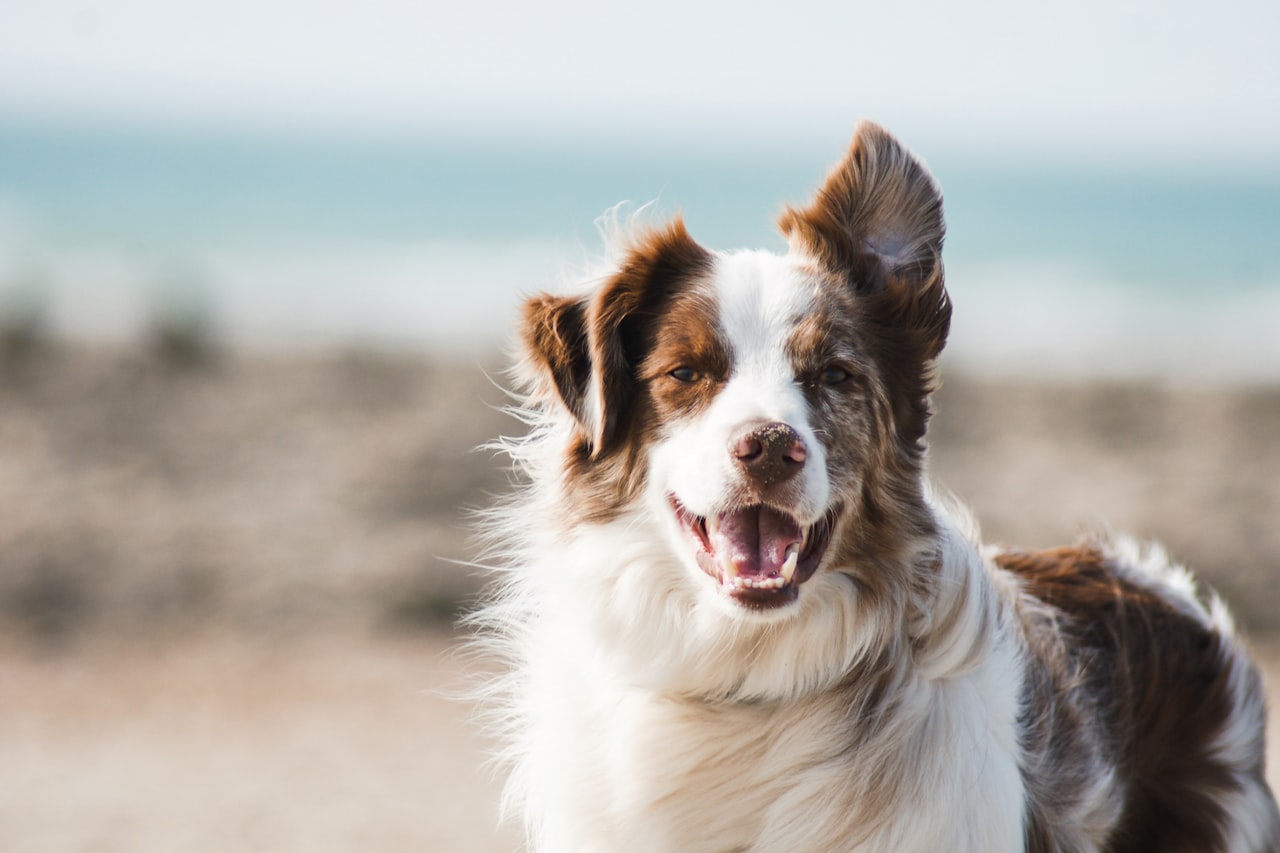 Flea & Tick Control service in Westminster, CA