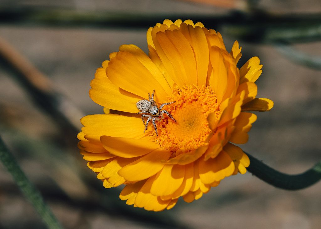 Spider Control service in Westminster, CA